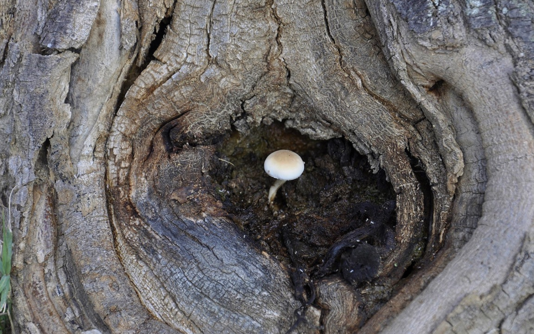 What Resilience Really Looks Like After Trauma