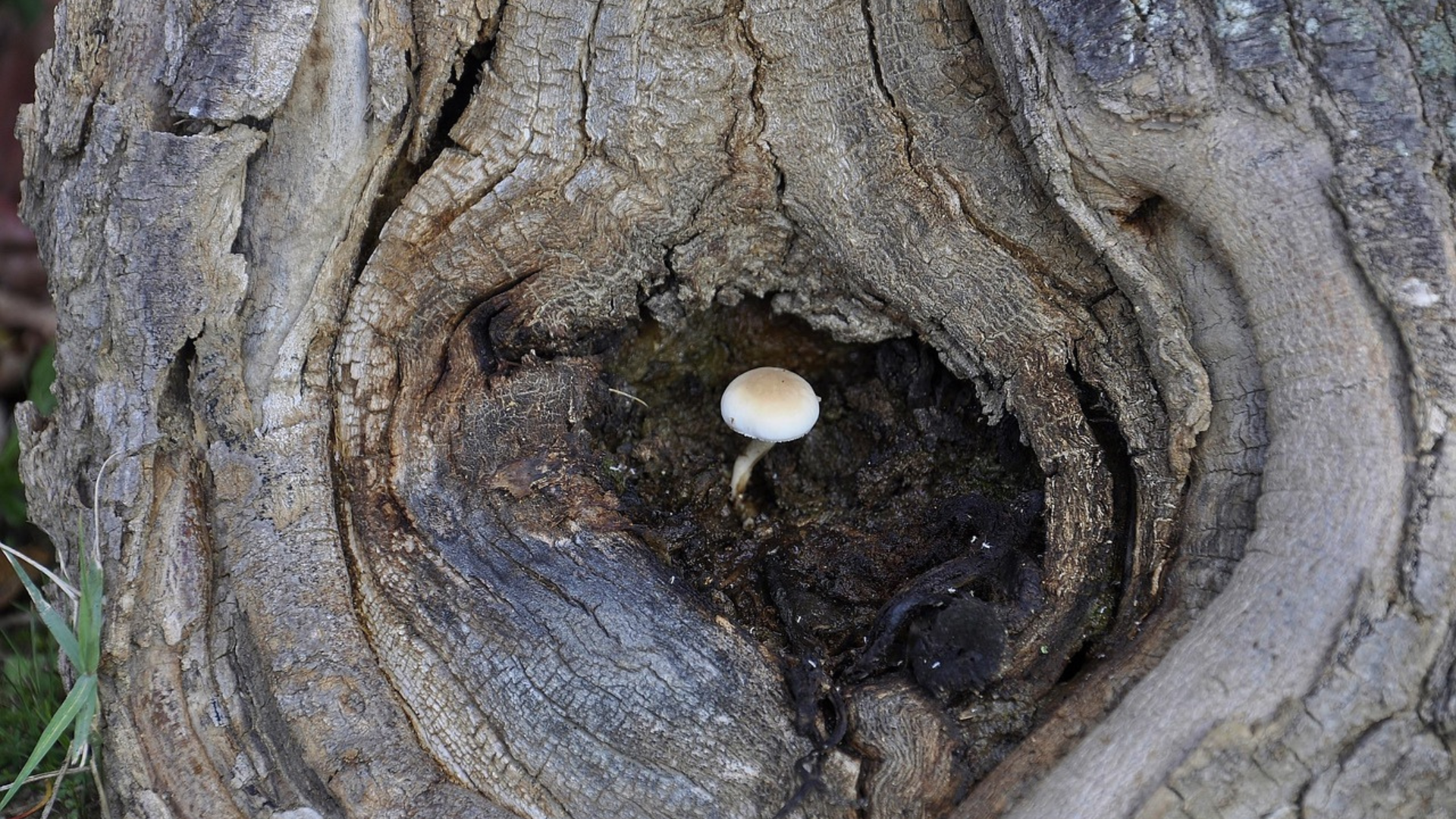 resilience-after-trauma